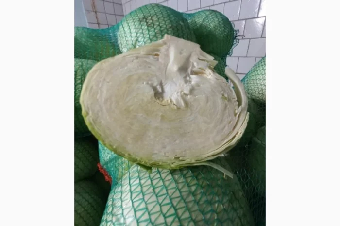 Продається білокачанна капуста. Сорт Агресор. Ціна договірна- фото № 2