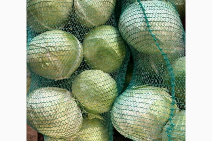 Продається білокачанна капуста. Сорт Агресор. Ціна договірна- фото № 3