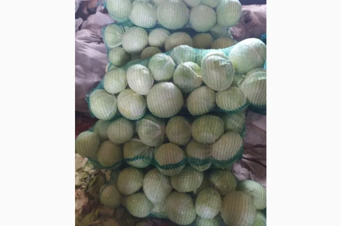 Продам капусту, гібрид Агресор, Блоктор(Сингента)- фото № 1