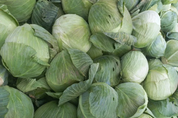 Продам капусту- фото № 1