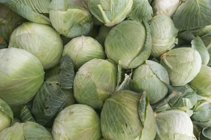 Продам капусту- фото № 2