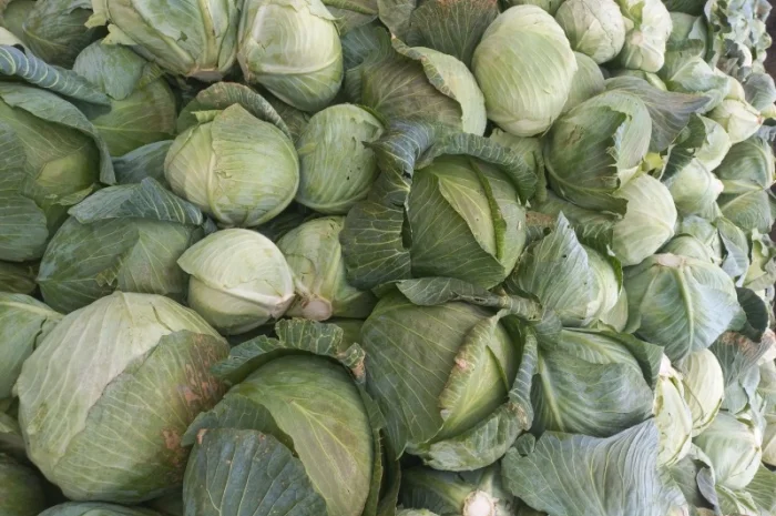 Продам капусту- фото № 3