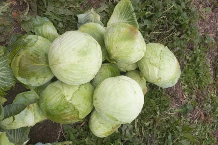 Продам капусту- фото № 4