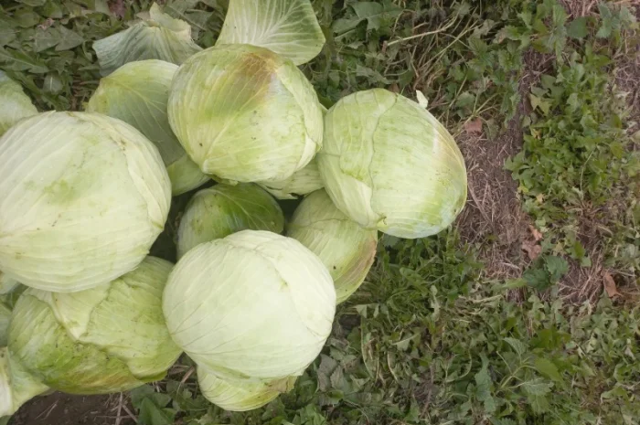 Продам капусту- фото № 5