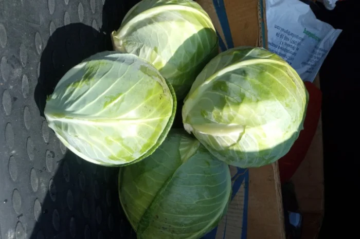 Продам капусту- фото № 1