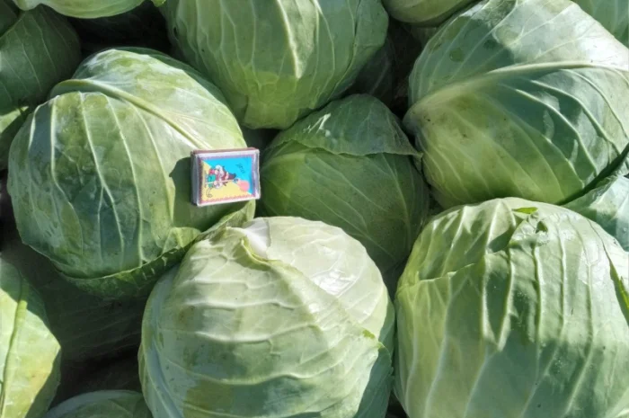 Продам капусту- фото № 2