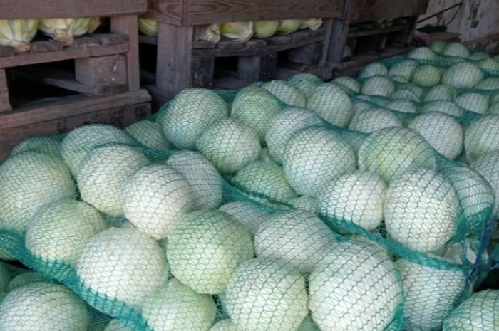 Продам капусту- фото № 1