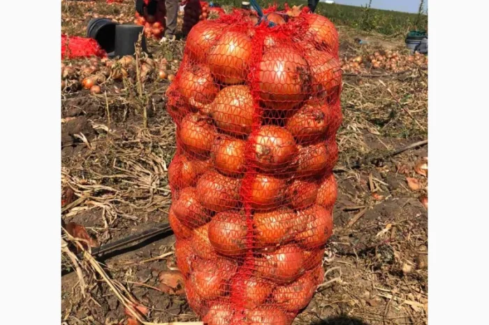 Закупка цибулі оптом у Чернівцях- фото № 2