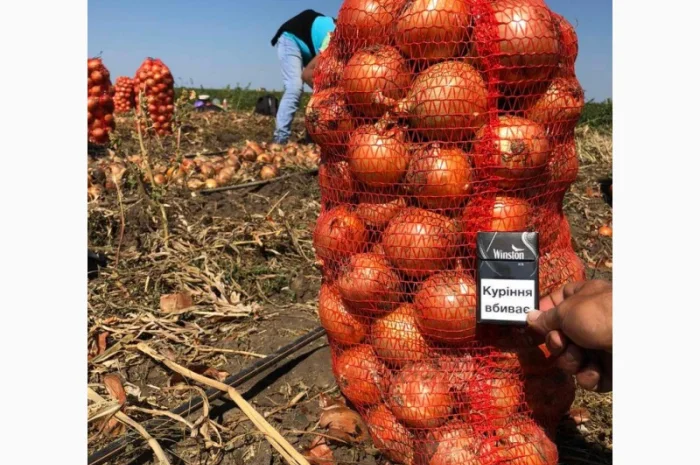 Закупка цибулі оптом у Чернівцях- фото № 1