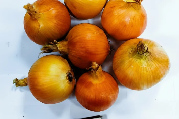 Цибуля сорту Nation від виробника- фото № 2