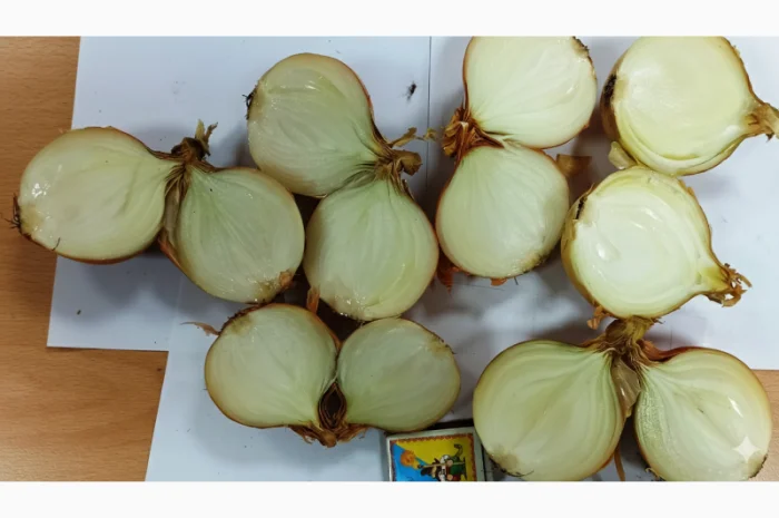 Цибуля сорту Nation від виробника- фото № 3