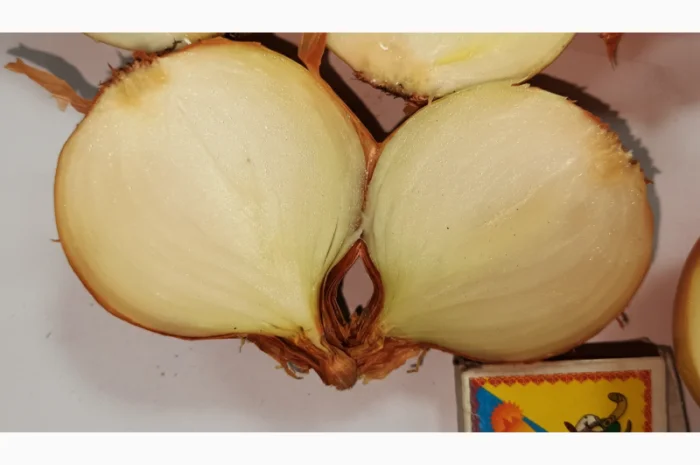 Цибуля сорту Nation від виробника- фото № 4