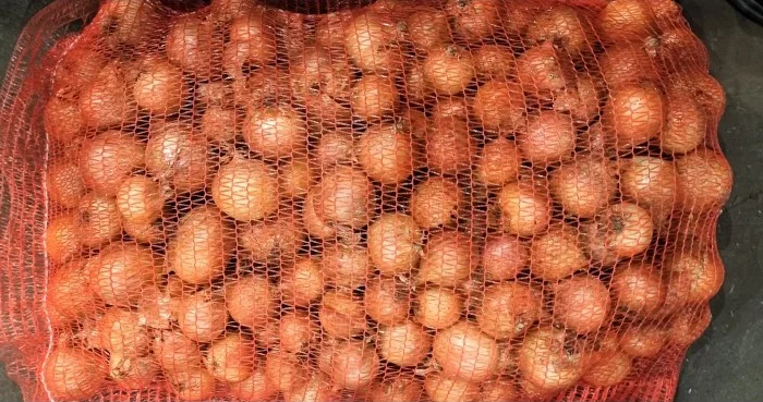 Цибуля сорту Nation від виробника- фото № 5