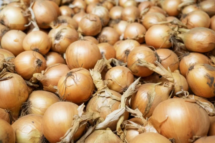 Цибуля сорту Nation від виробника- фото № 1