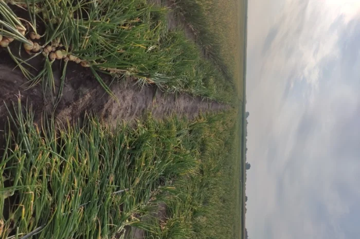 Цибуля хорошої якості оптом- фото № 2