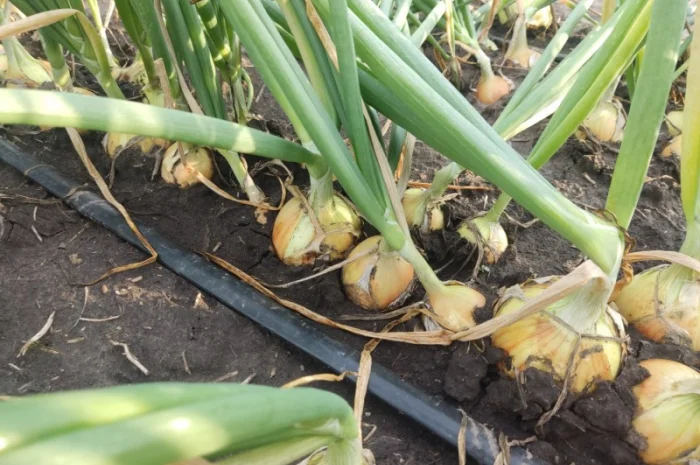 Цибуля хорошої якості оптом- фото № 3