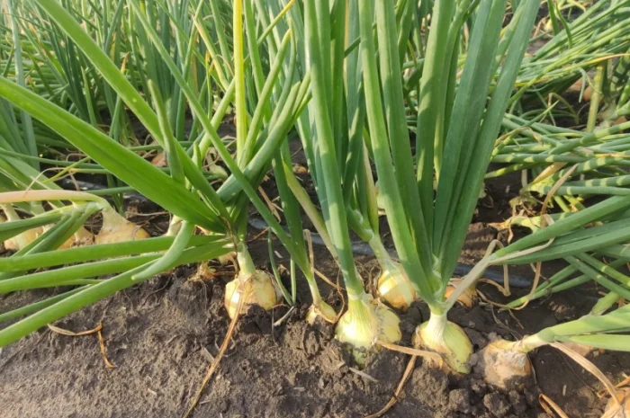 Цибуля хорошої якості оптом- фото № 4