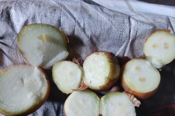 Куплю цибулю на перо- фото № 1