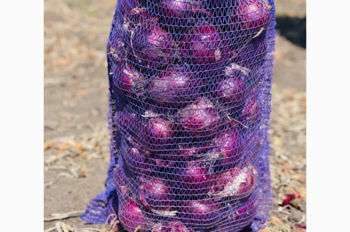 Лук сорт Марс від виробника- фото № 1