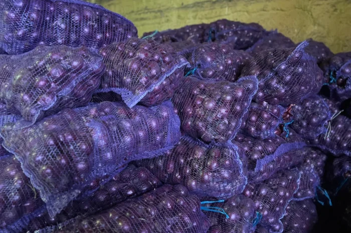 Лук сорт Марс від виробника- фото № 3