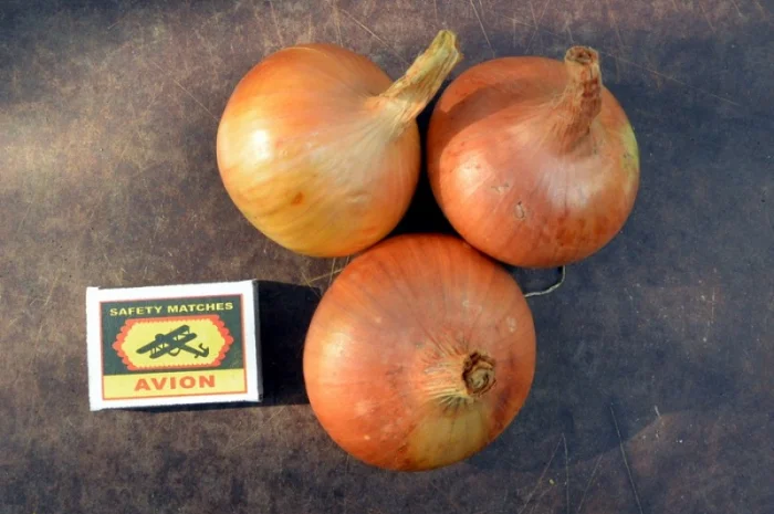 Лук Штутгарт для выгонки пера в продаже- фото № 1