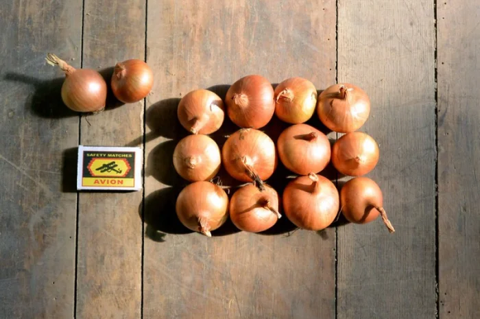 Лук штутгарт на перо в продажу- фото № 1