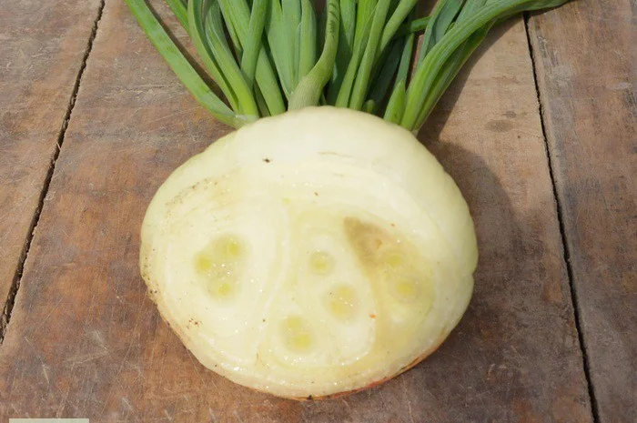 Лук штутгарт на перо в продажу- фото № 2