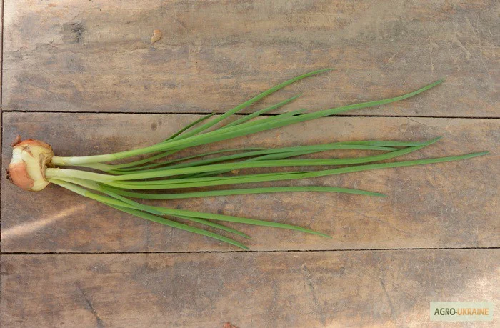 Лук штутгарт на перо в продажу- фото № 3