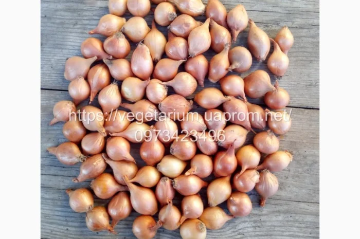 Продаж Лука севка Штутгарт- фото № 2