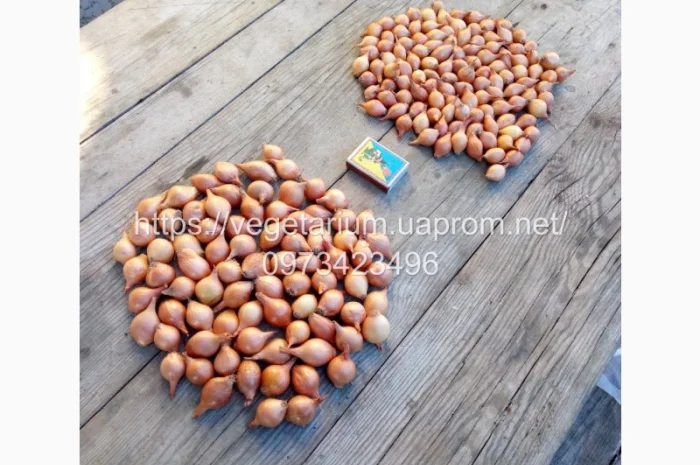 Продаж Лука севка Штутгарт- фото № 1