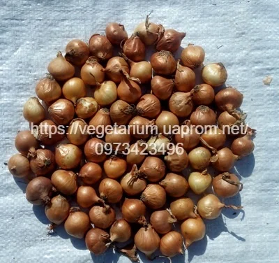 Продаж севка лука штутгард- фото № 1