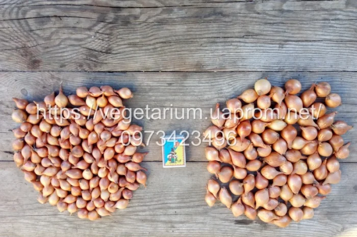 Продаж севка лука штутгард- фото № 2