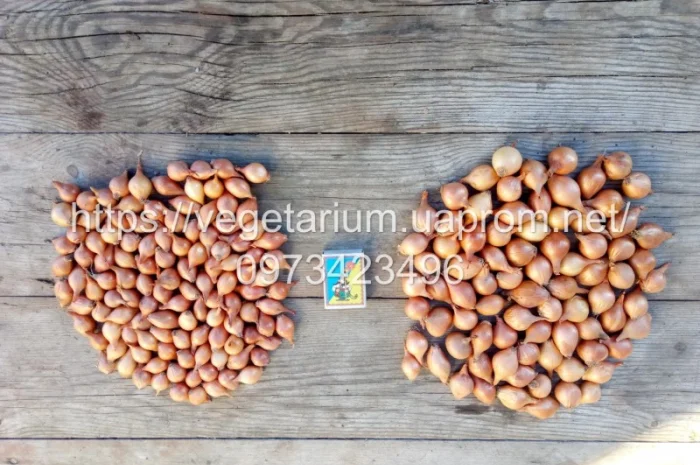 Продаж севка лука штутгард- фото № 4