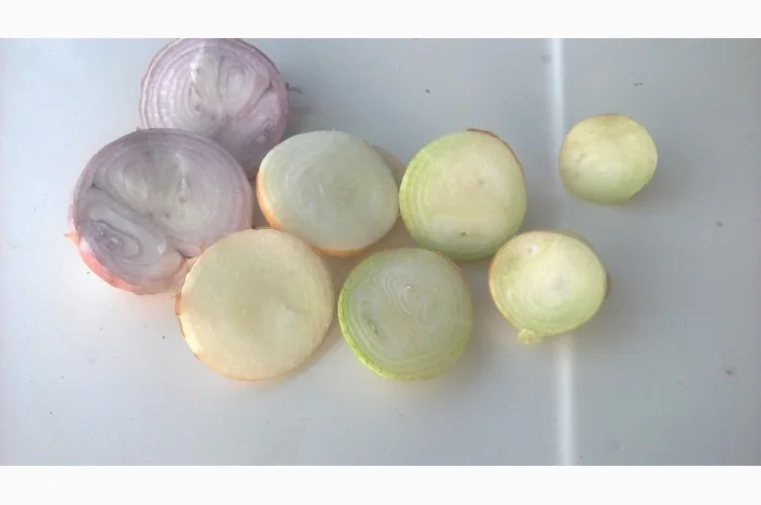 Лук Штутгарт на перо від виробника- фото № 2