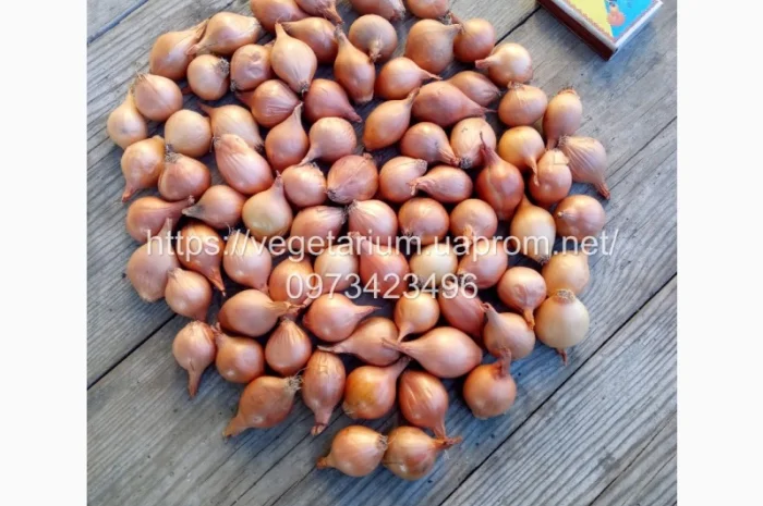 Цибуля сівок Штутгарт для ранньої посадки- фото № 4