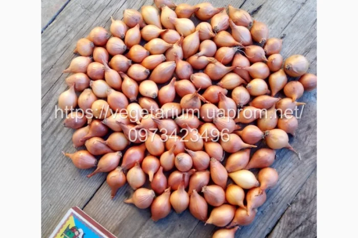 Севок лука штутгарт 1-1 для продажи- фото № 3