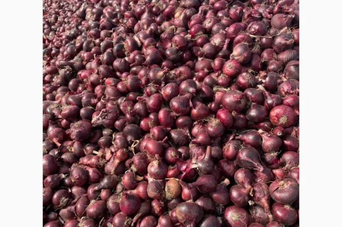Цибуля червона з Єгипту на продажу- фото № 1