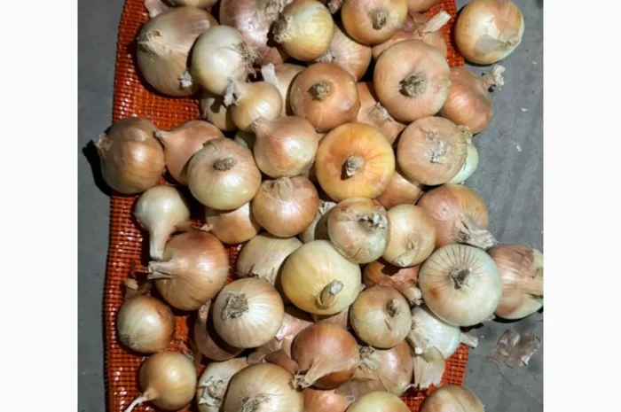 Цибуля жовта Єгипет в упаковках по 10 кг та 25 кг- фото № 1