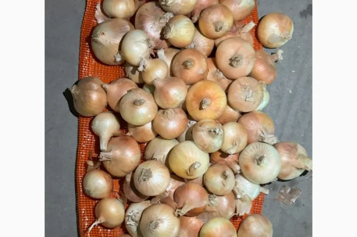 Цибуля жовта Єгипет в упаковках по 10 кг та 25 кг- фото № 3