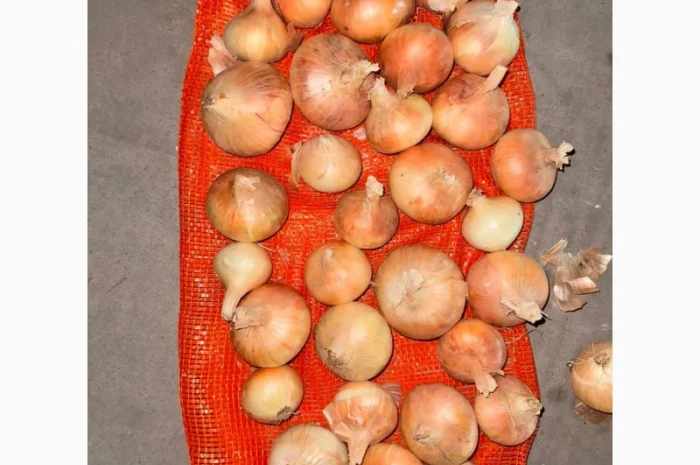 Цибуля жовта Єгипет в упаковках по 10 кг та 25 кг- фото № 4