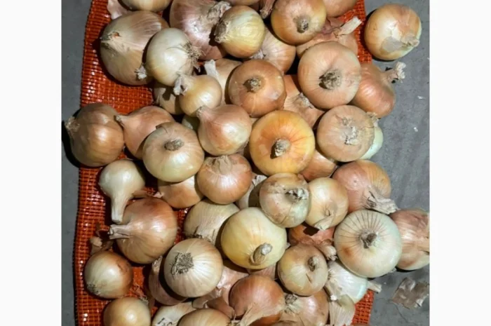 Цибуля жовта Єгипет в упаковках по 10 кг та 25 кг- фото № 5