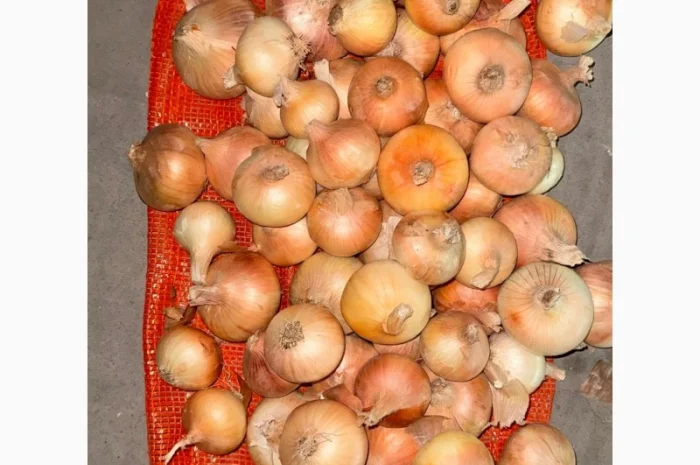 Цибуля жовта Єгипет в упаковках по 10 кг та 25 кг- фото № 6