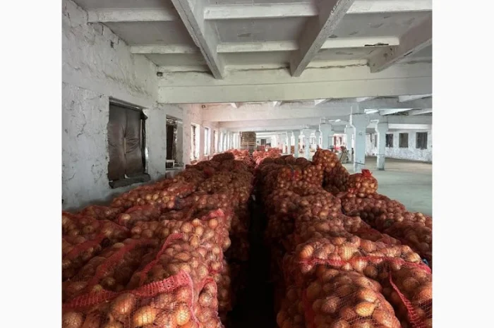 Продаж цибулі сорту Амфора- фото № 2