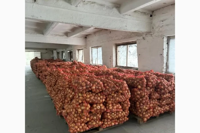 Продаж цибулі сорту Амфора- фото № 3