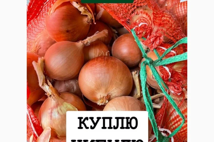 Закупівля цибулі оптом у Київській області- фото № 1