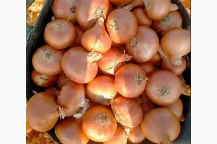 Закупівля цибулі оптом у Київській області- фото № 3