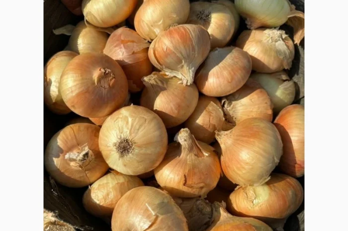Закупівля цибулі оптом у Київській області- фото № 5