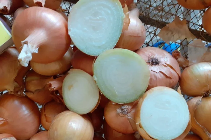 Закупівля цибулі оптом у Київській області- фото № 7