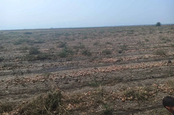 Закупівля цибулі оптом у Київській області- фото № 8