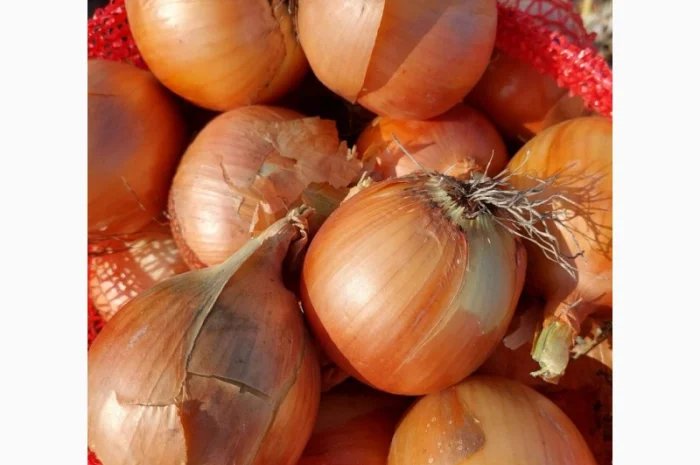 Продаж цибулі оптом- фото № 1